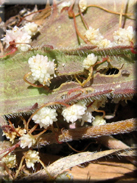 Cuscuta epithymum