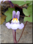 Cymbalaria muralis