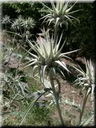 Cynara alba