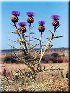 Cynara cardunculus