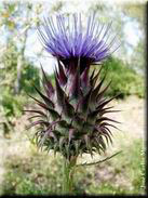 Cynara humilis