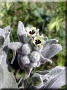 Cynoglossum cheirifolium