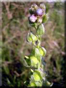 Cynoglossum clandestinum