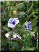 Cynoglossum creticum