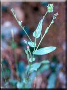 Cynoglossum nebrodense