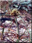 Cyperus capitatus