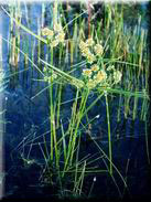 Cyperus eragrostis