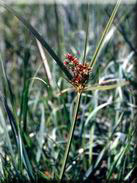 Cyperus longus