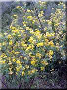 Cytisus arboreus subsp. baeticus