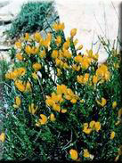 Cytisus fontanesii subsp. fontanesii