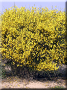 Cytisus grandiflorus subsp. cabezudoi