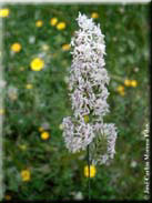 Dactylis glomerata