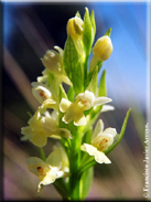 Dactylorhiza markusii