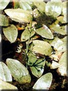 Damasonium alisma subsp. alisma
