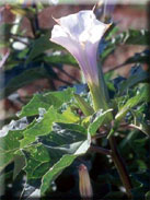 Datura stramonium