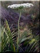 Daucus carota subsp. carota