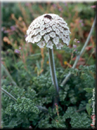 Daucus carota subsp. hispanicus