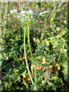 Daucus muricatus