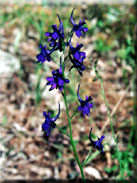 Delphinium gracile