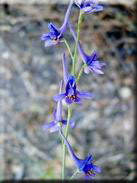 Delphinium nanum