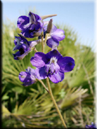 Delphinium pentagynum