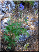 Delphinium staphisagria