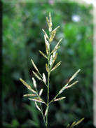Desmazeria rigida subsp. hemipoa
