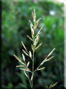 Desmazeria rigida subsp. hemipoa