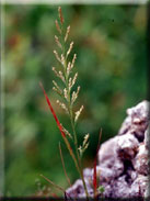 Desmazeria rigida subsp. rigida