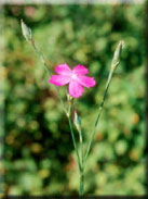 Dianthus anticarius