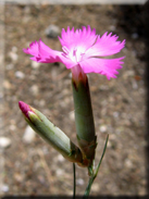 Dianthus boissieri