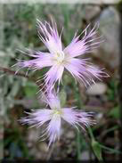 Dianthus broteri