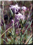 Dianthus hinoxianus