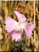 Dianthus lusitanus