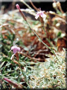 Dianthus pungens subsp. brachyanthus