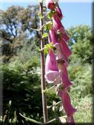 Digitalis purpurea subsp. bocquetii