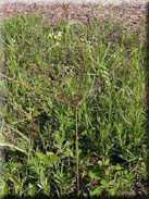 Digitaria sanguinalis