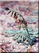 Dipcadi serotinum subsp. serotinum