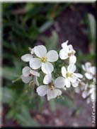 Diplotaxis erucoides subsp. erucoides