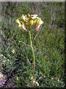 Diplotaxis siifolia subsp. siifolia 