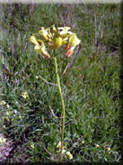 Diplotaxis siifolia subsp. siifolia