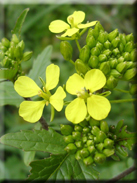 Diplotaxis virgata subsp. virgata