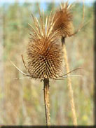 Dipsacus fullonum