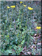 Doronicum plantagineum