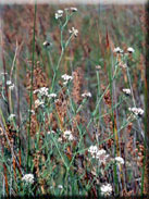 Dorycnium pentaphyllum