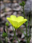 Drosophyllum lusitanicum