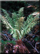 Dryopteris affinis