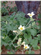 Ecballium elaterium subsp. dioicum