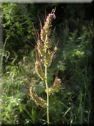 Echinochloa crus-galli subsp. crus-galli