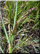 Echinochloa crus-galli subsp. hispidula
